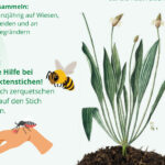 Biologie: Kräuter für das Sommerfest