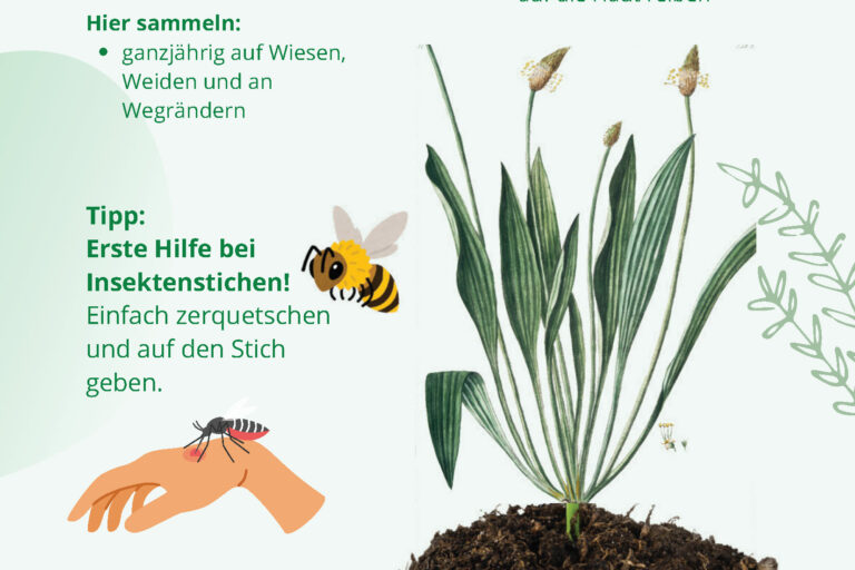 Biologie: Kräuter für das Sommerfest